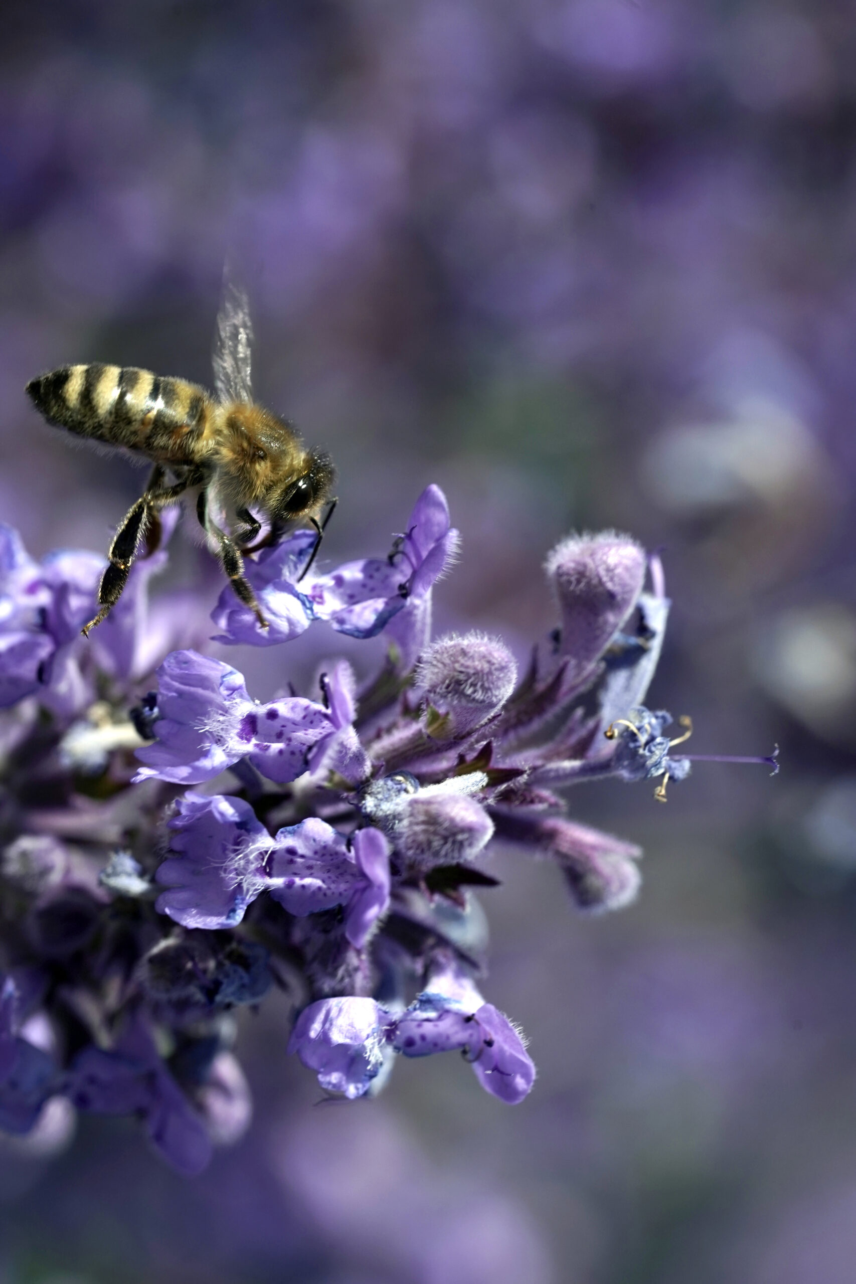 Macro photography