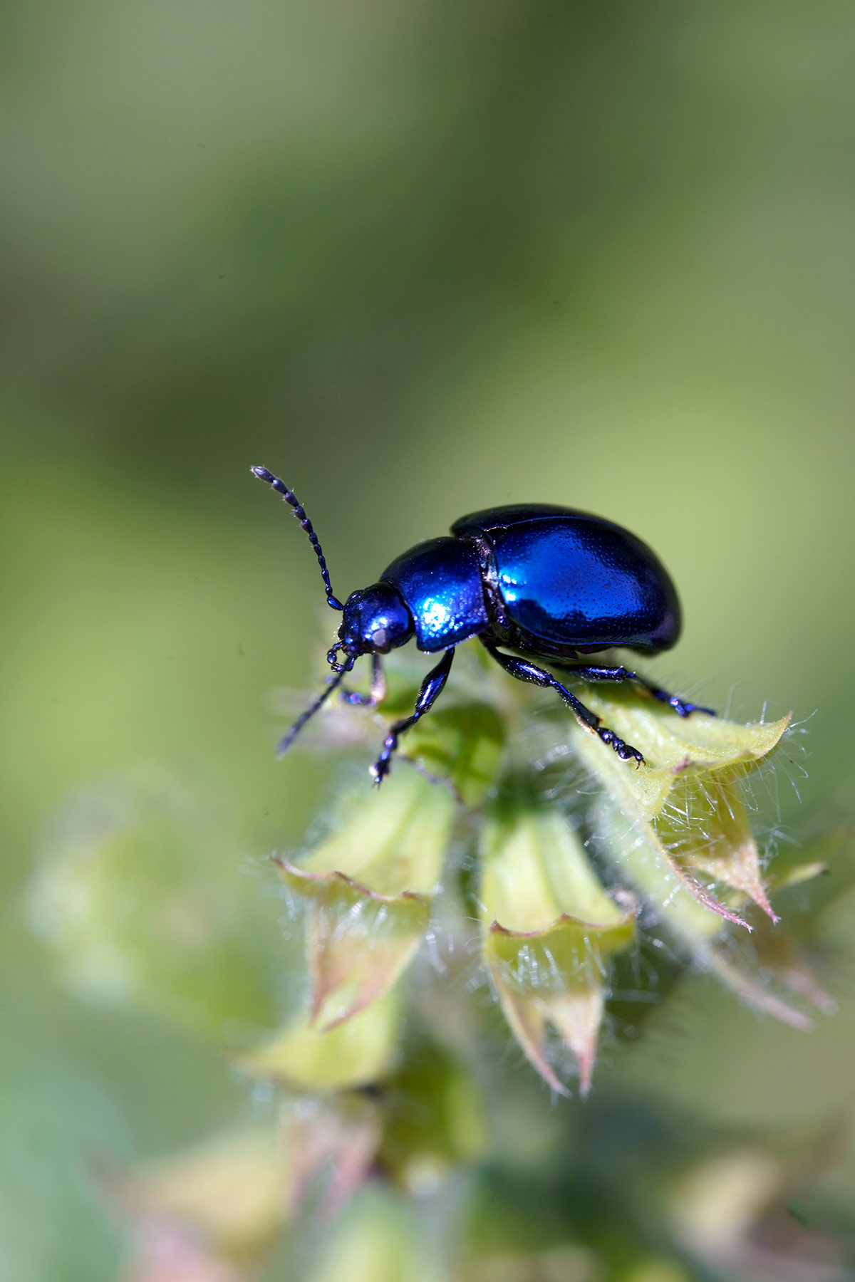 buglife