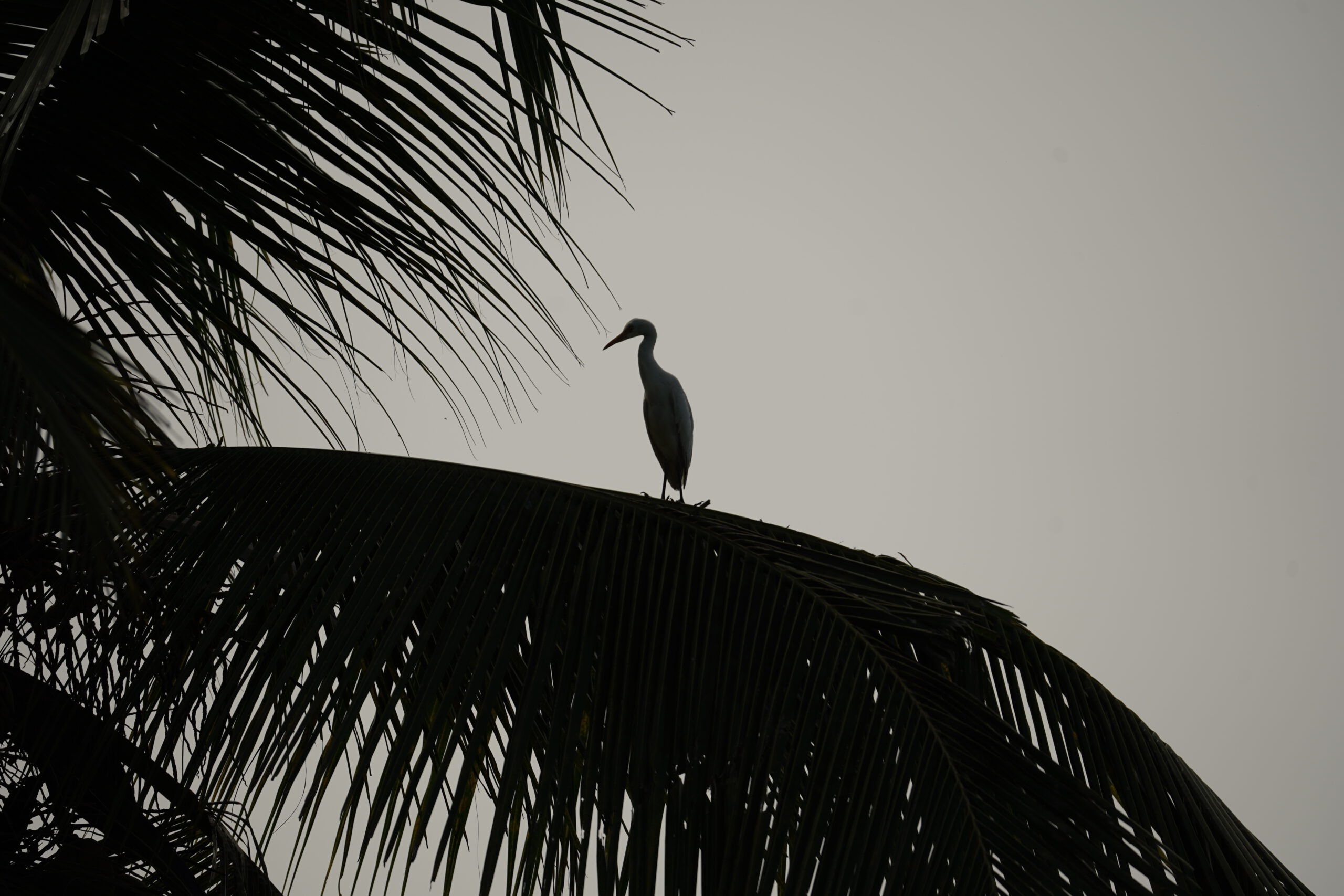 Sri lanka Birds